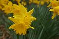Daffodils, Cloudehill Gardens IMG_6508